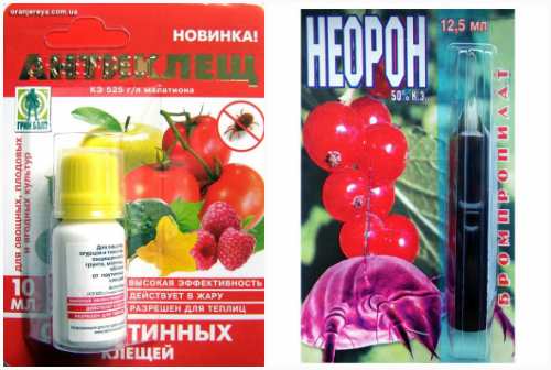 Антиклещ, Неорон