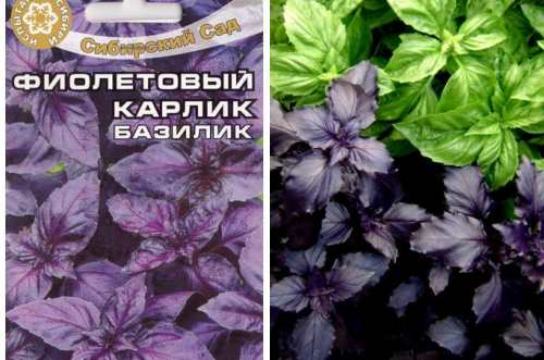 Фиолетовый карлик