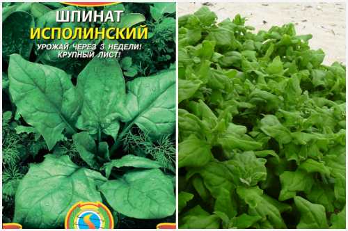 Исполинский