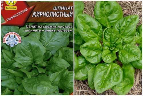 Жирнолистный