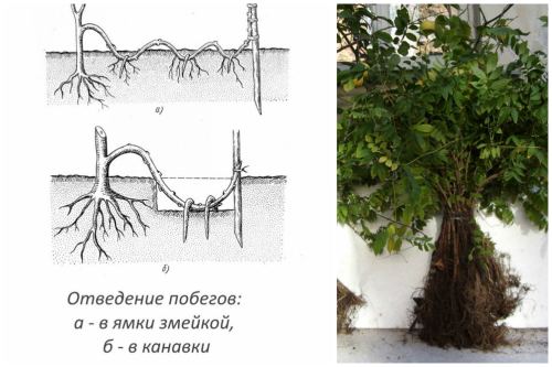 отводки
