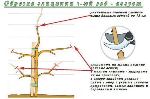 первый год- летняя обрезка