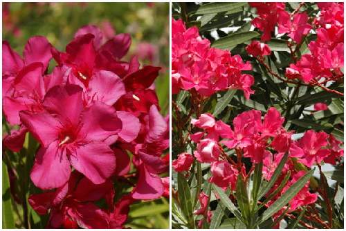 Hardy red