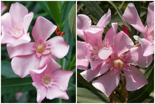 Nerium oleander Pan