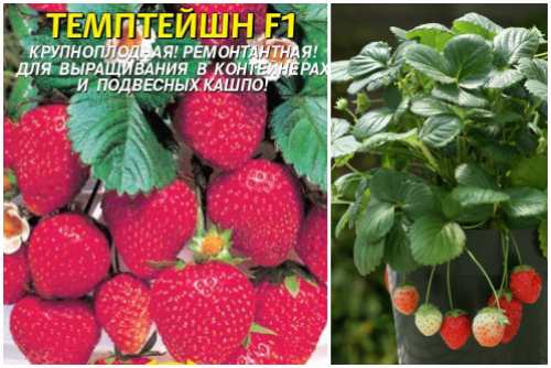 Темптейшн