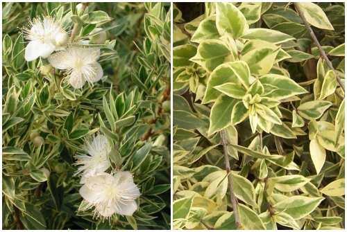 Variegata