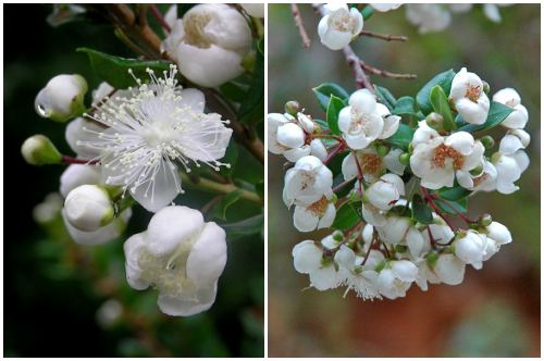 цветы Luma apiculata