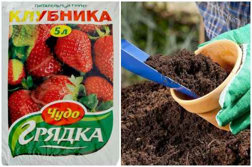 питательный грунт