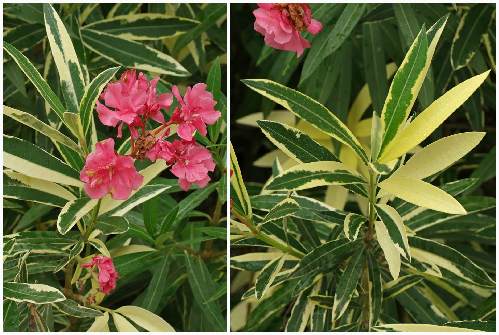 сорт Variegata