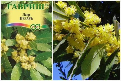 сорт Цезарь