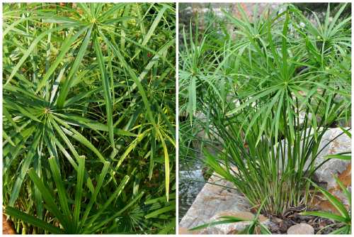 Cyperus alfernifolius