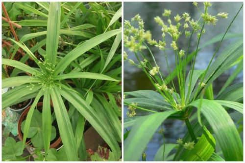 Cyperus diffusus