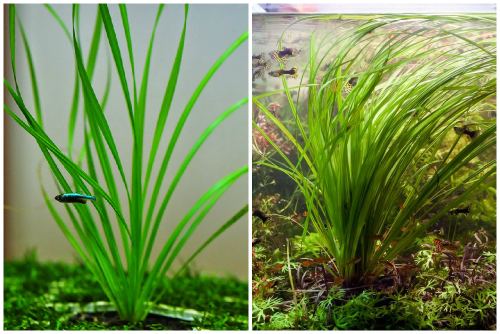 Cyperus helferi