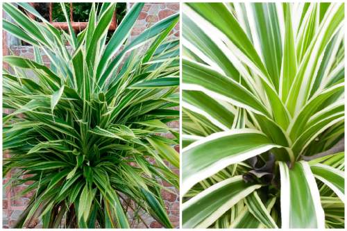 Pandanus Veitchii