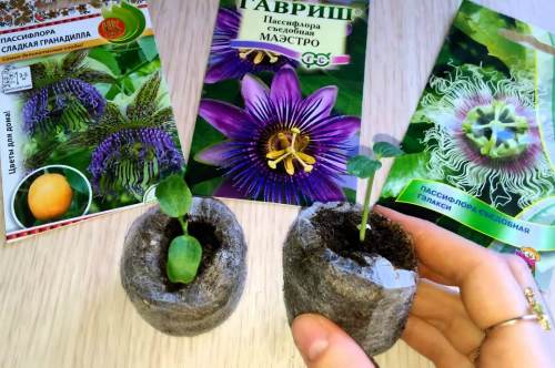 пассифлора из семян