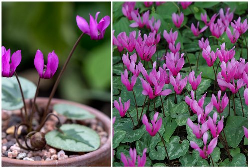 Cyclamen purpurascens