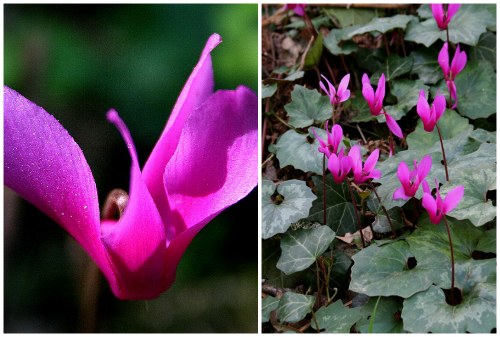 Cyclamen repandum