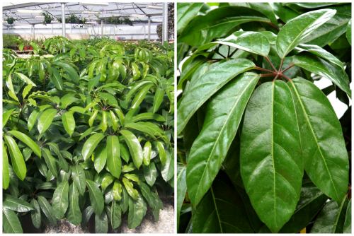Schefflera actinophylla