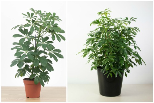 Schefflera arboricola