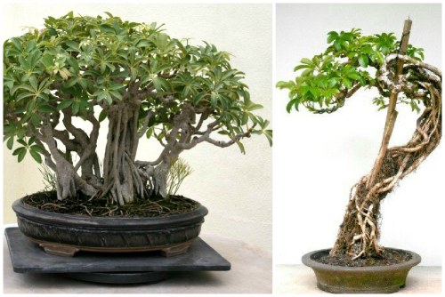 Schefflera бонсай