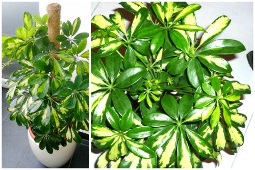 Schefflera octophylla