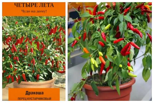 Дракоша