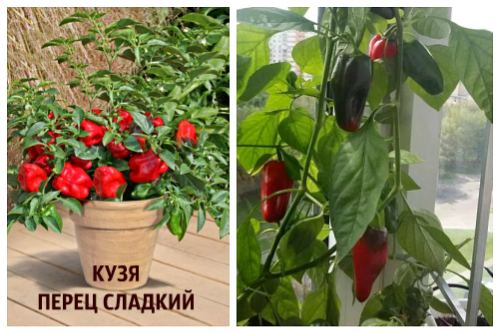 Кузя