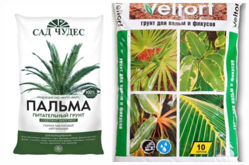 Подкормка для пальмы