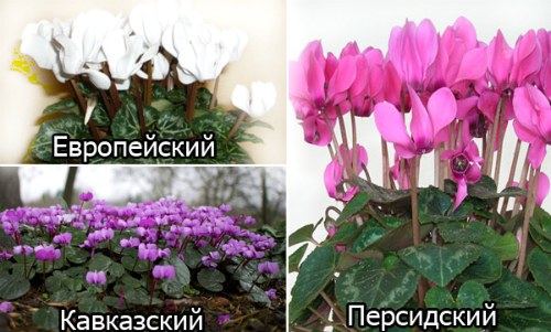 различия