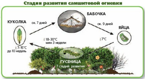 стадии развития самшитовой огневки