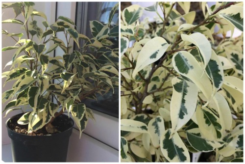 Ficus Benjamina f. StarLight