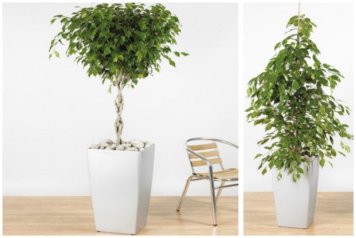Ficus benjamina f. Exotica