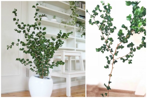 Ficus benjamina f.Barok