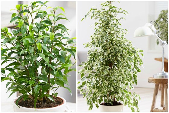 Ficus benjamina