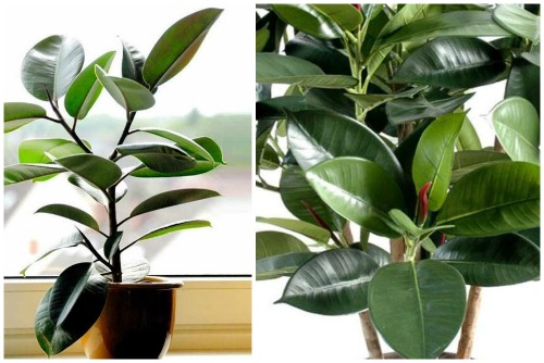 Ficus elastika Robusta