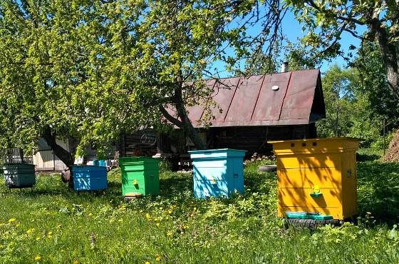 Пчеловодство для начинающих