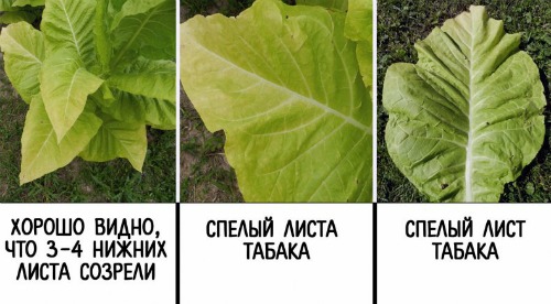 спелые листья