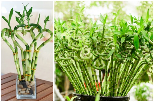 Dracaena Sanderiana