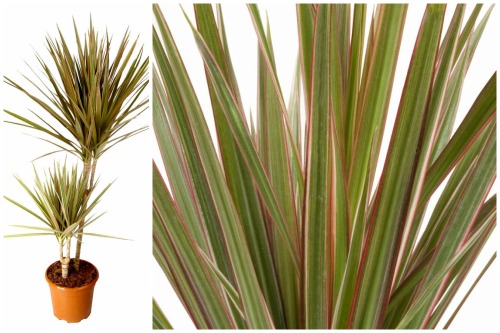 marginata bicolor