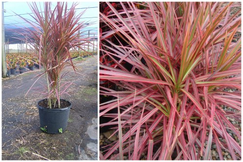 marginata colorama