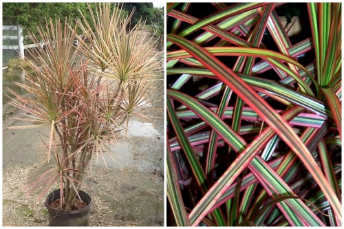 marginata tricolor