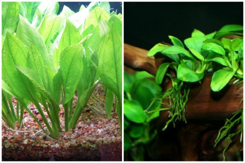 Echinodorus и Anubias