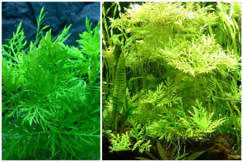 Hygrophila difformis