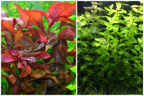 Ludwigia Repens Rubin и Bacopa caroliniana