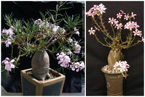 P. succulentum