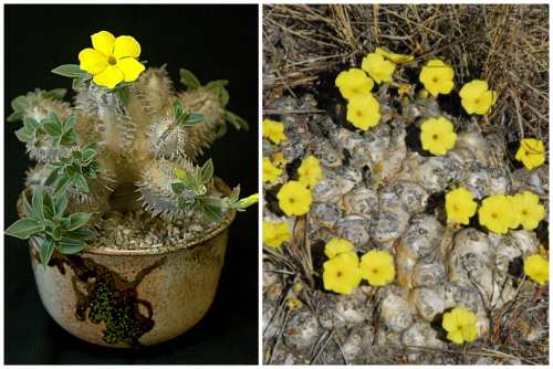 Pachypodium brevicaule