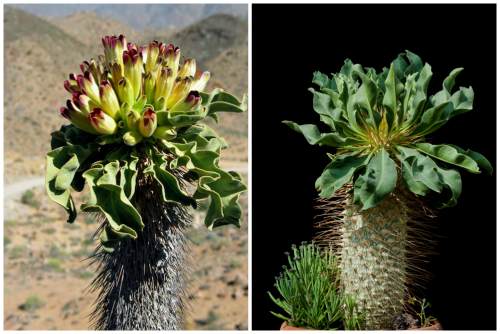 Pachypodium namaquanum