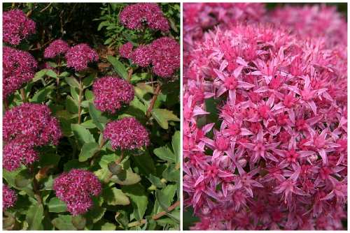 Sedum spectabile Karl