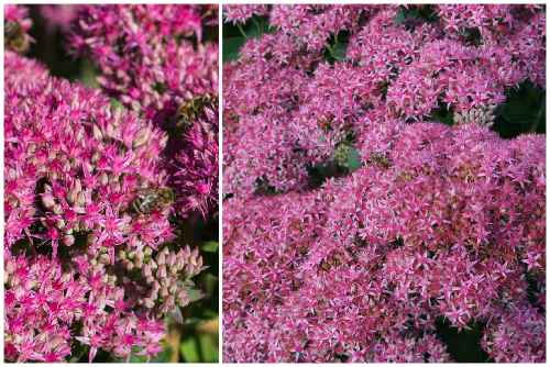 Sedum spectabile Star Dust)