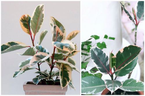 Фикус эластика var. Variegata